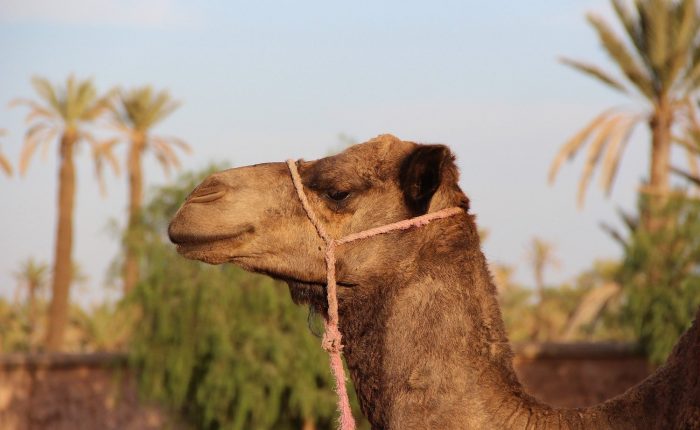 camel ride experience marrakech