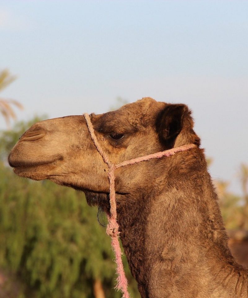 paseo en camello experiencia de Marrakech